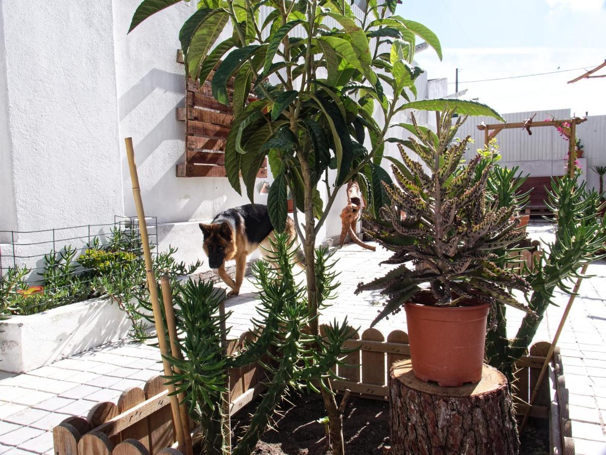 Toca Do Lobo Apartment ชาร์เนกา ภายนอก รูปภาพ
